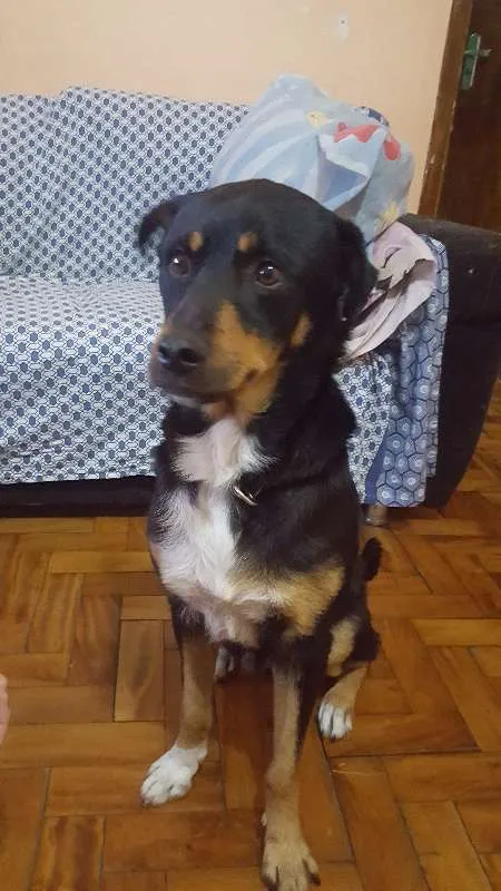 Cachorro ra a INDEFINIDO idade 2 anos nome THOR