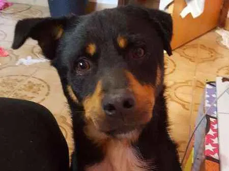 Cachorro ra a INDEFINIDO idade 2 anos nome THOR