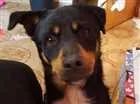 Cachorro raça INDEFINIDO idade 2 anos nome THOR