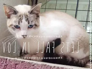 Gato raça SRD idade 1 ano nome Bella e Collin