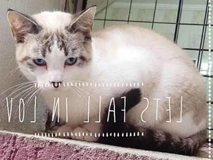 Gato ra a SRD idade 1 ano nome Bella e Collin