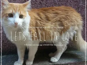 Gato raça srd idade 2 anos nome Leon