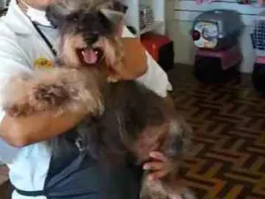 Cachorro raça schnauzer idade 6 ou mais anos nome Bonno