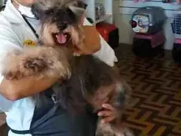 Cachorro ra a schnauzer idade 6 ou mais anos nome Bonno