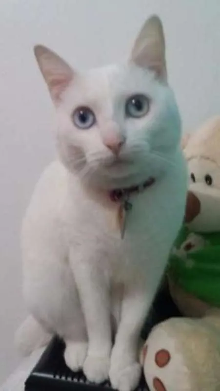 Gato ra a SRD idade 2 anos nome Eleonora GRATIFICA