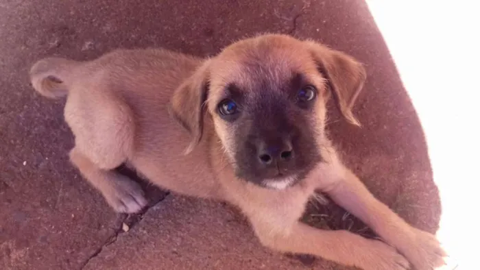 Cachorro ra a SRD idade Abaixo de 2 meses nome Ted e Charlie