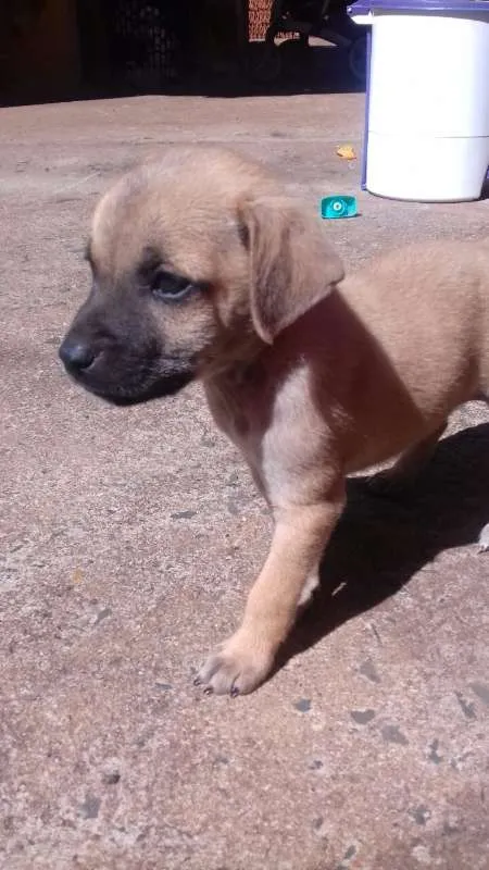 Cachorro ra a SRD idade Abaixo de 2 meses nome Ted e Charlie