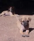 Ted e Charlie