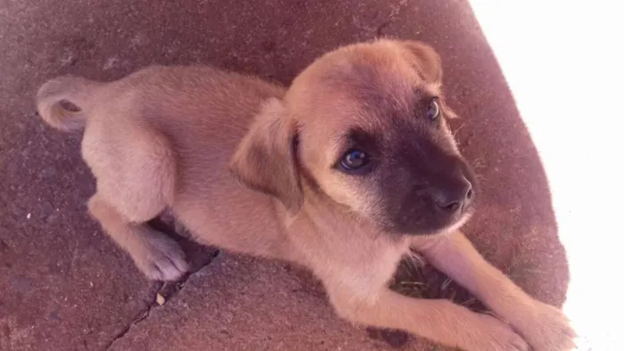 Cachorro ra a SRD idade Abaixo de 2 meses nome Ted e Charlie