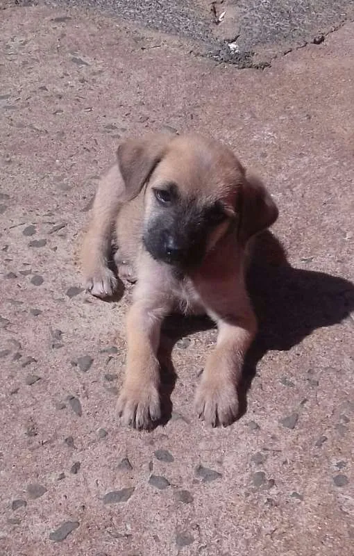 Cachorro ra a SRD idade Abaixo de 2 meses nome Ted e Charlie