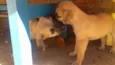 Ted e Charlie