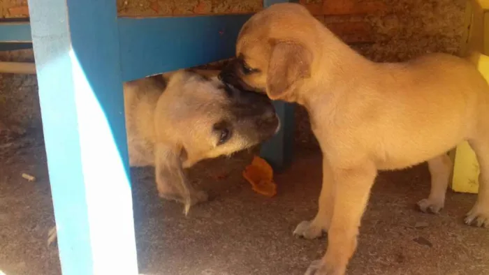 Cachorro ra a SRD idade Abaixo de 2 meses nome Ted e Charlie