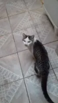 Mingau