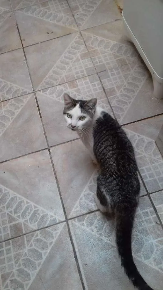Gato ra a Não sei  idade 7 a 11 meses nome Mingau