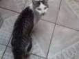 Mingau