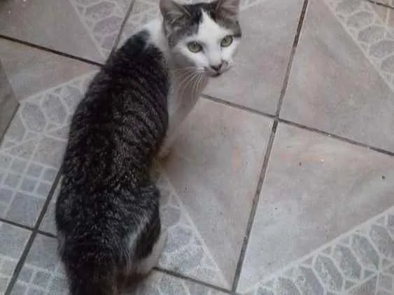 Gato ra a Não sei  idade 7 a 11 meses nome Mingau