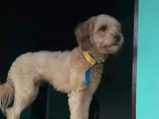 Cachorro raça PundoPundo idade 1 ano nome Maya