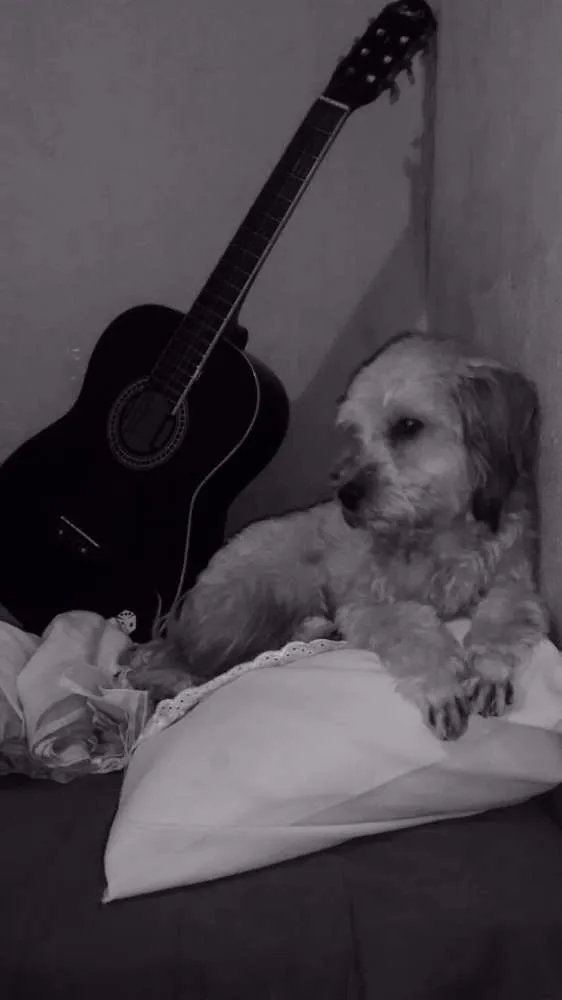 Cachorro raça PundoPundo idade 1 ano nome Maya