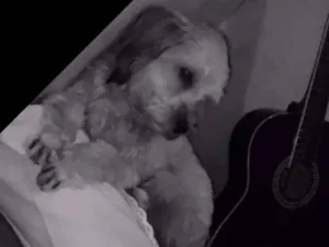 Cachorro raça PundoPundo idade 1 ano nome Maya