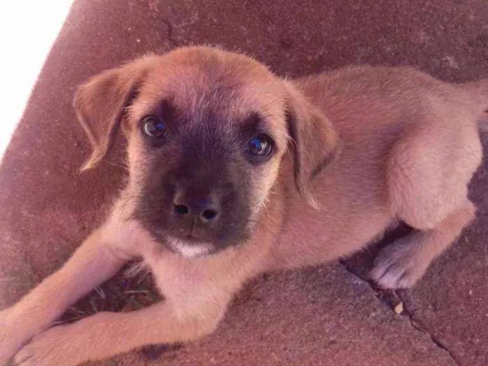Cachorro ra a SRD idade Abaixo de 2 meses nome Ted e Charlie