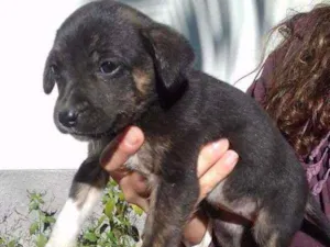 Cachorro raça de rua idade Abaixo de 2 meses nome sem nome 