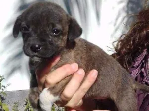 Cachorro raça Vira Lata idade Abaixo de 2 meses nome filhotes de 40 dias
