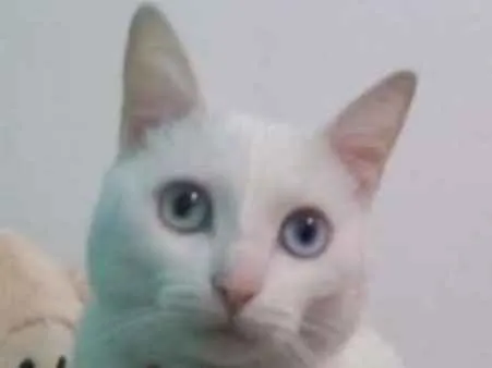 Gato ra a SRD idade 2 anos nome Eleonora GRATIFICA