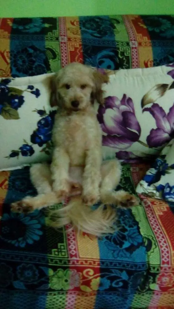 Cachorro raça Pundo idade 1 ano nome Maya