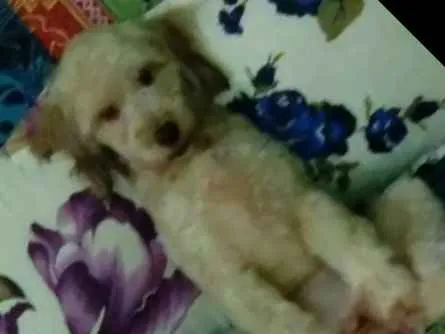 Cachorro raça Pundo idade 1 ano nome Maya