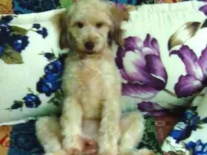 Cachorro raça Pundo idade 1 ano nome Maya