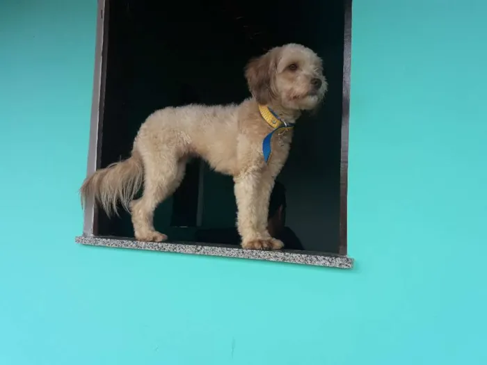 Cachorro raça Pundo idade 1 ano nome Maya