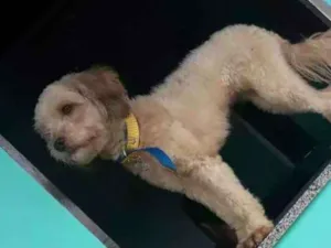 Cachorro raça Pundo idade 1 ano nome Maya