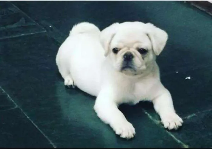 Cachorro ra a Pug  idade 1 ano nome Moises