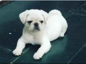 Cachorro raça Pug  idade 1 ano nome Moises