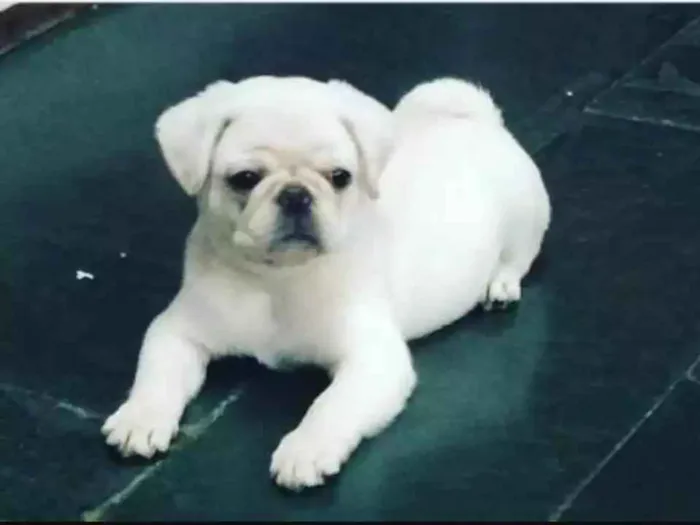 Cachorro ra a Pug  idade 1 ano nome Moises