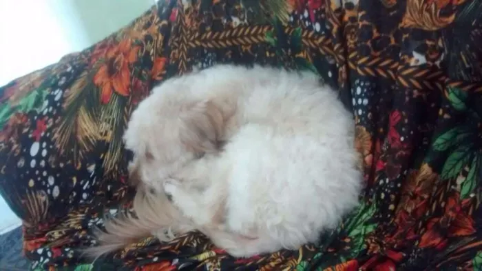 Cachorro raça Pundo idade 1 ano nome Maya