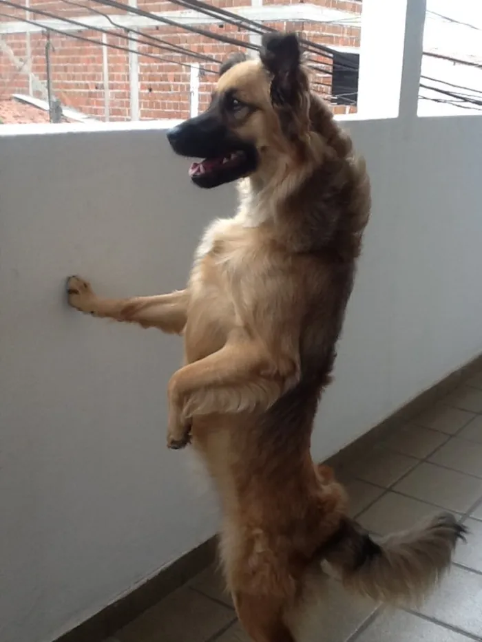 Cachorro raça Pudo idade 2 a 6 meses nome Morgana