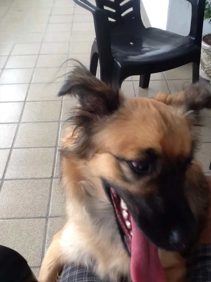 Cachorro raça Pudo idade 2 a 6 meses nome Morgana