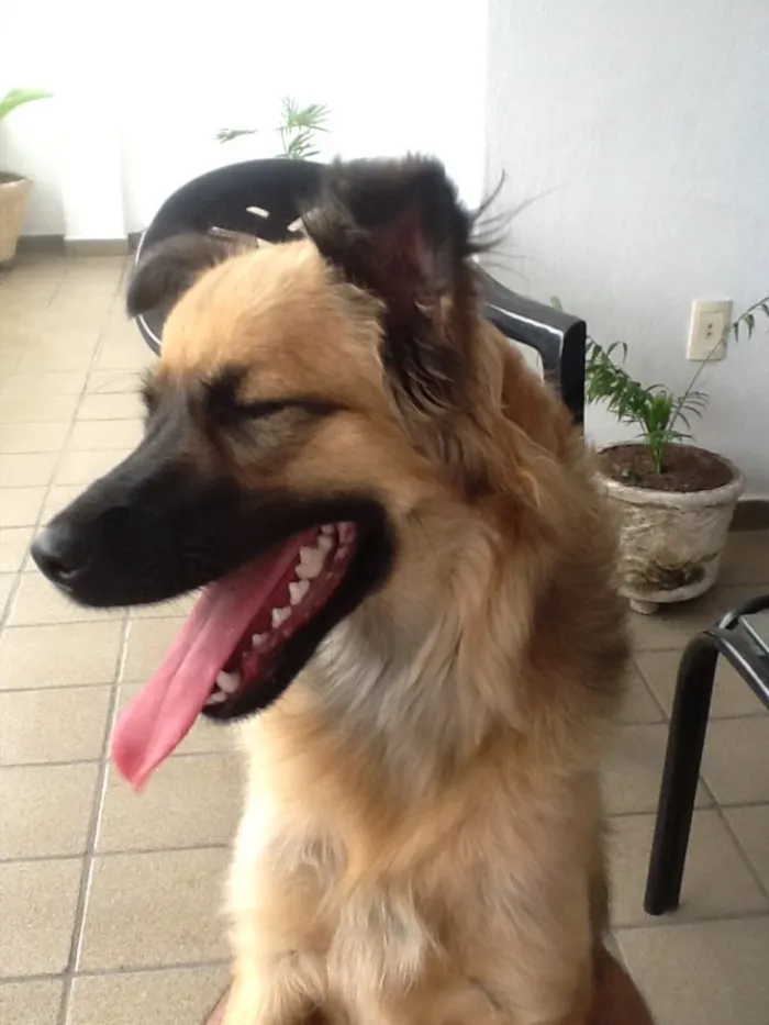Cachorro raça Pudo idade 2 a 6 meses nome Morgana