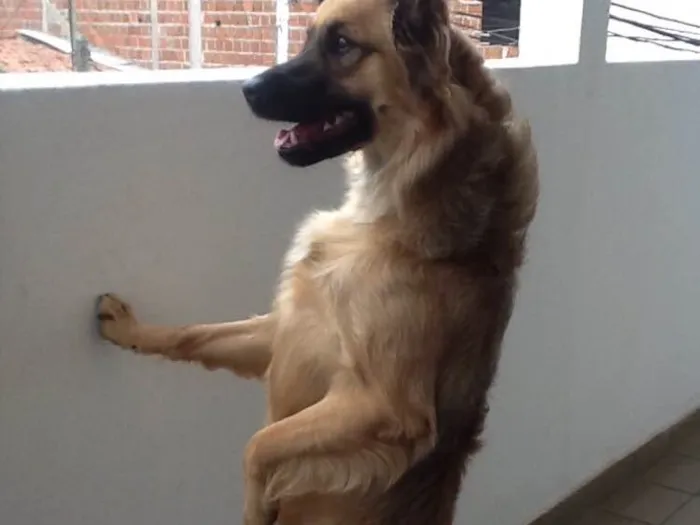Cachorro raça Pudo idade 2 a 6 meses nome Morgana