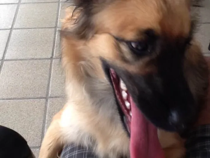 Cachorro raça Pudo idade 2 a 6 meses nome Morgana