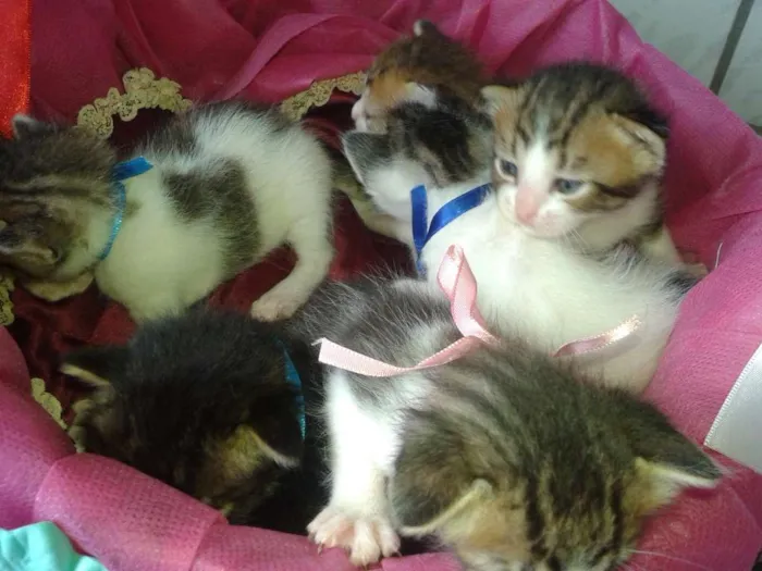 Gato raça SRD idade Abaixo de 2 meses nome Nâo definido