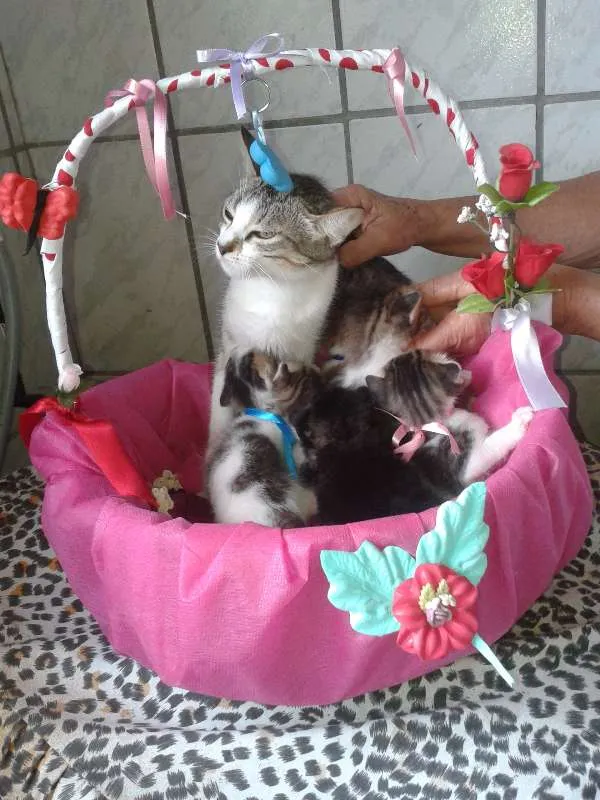 Gato raça SRD idade Abaixo de 2 meses nome Nâo definido
