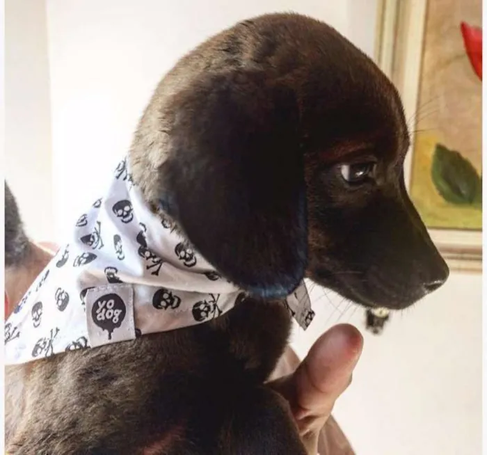 Cachorro ra a SRD idade 2 a 6 meses nome Sem nome 