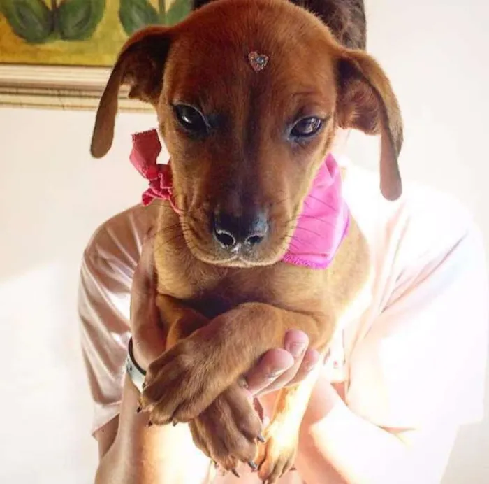 Cachorro ra a SRD idade 2 a 6 meses nome Sem nome 