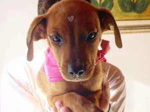 Cachorro raça SRD idade 2 a 6 meses nome Sem nome 