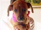 Cachorro raça SRD idade 2 a 6 meses nome Sem nome 