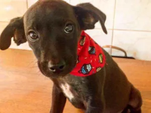 Cachorro raça SRD idade 2 a 6 meses nome Sem nome 