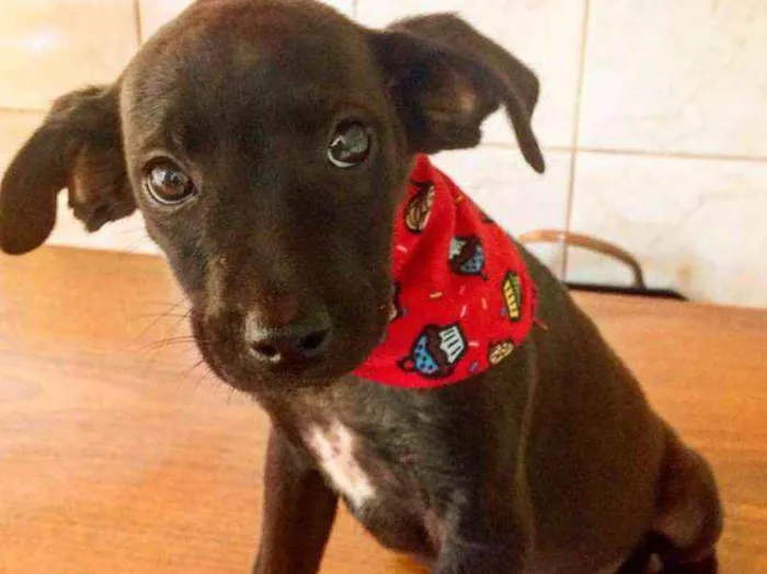 Cachorro ra a SRD idade 2 a 6 meses nome Sem nome 