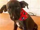 Cachorro raça SRD idade 2 a 6 meses nome Sem nome 